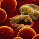 Illustration for article titled Sex evolved to prevent parasite infections, say scientists